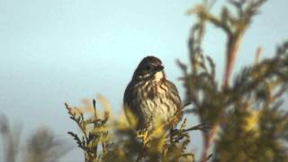 Song sparrow: Territorial displays