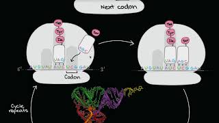 תרגום (mRNA לחלבון)