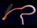 Undersea Aliens: 35 Strange Deep Ocean Creatures Found by ROVs | MEGA Countdown with Facts and Music