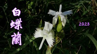 白蝶蘭_鵝毛白蝶花_龍頭蘭Pecteilis susannae（蘭科）地生蘭，落葉性。全花純白色，萼片頂部泛淺淡黃，側裂片外側邊緣成流蘇狀撕裂狀，活像一隻白色的蝴蝶也似天鵝展翅，也稱為鵝毛白蝶花。