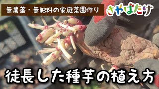 【春じゃが】徒長して芽が出過ぎたじゃがいもを植えてもいける!?【家庭菜園】