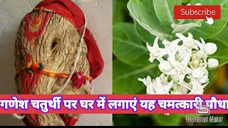 How to grow (MADAR/ AAK) Plant in pot/श्वेतार्क/आक को लगाने की विधि तथा जाने इसके वास्तु महत्व को