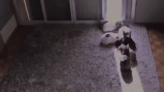 A timelapse of cats following a sunbeam.