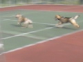 四国犬　カナ母さんと翔ちゃん　勝手にドッグラン！