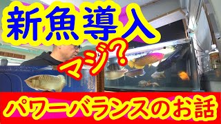 まじ？新魚導入でパワーバランスが良くなったお話【アロワナ混泳】