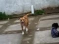 perro trapecista