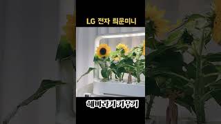 LG 전자 틔운미니 해바라기 키우기