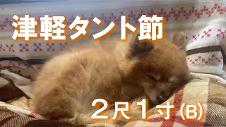 #7【カラオケ】津軽タント節2尺1寸