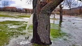 Man Cuts Tree On Property, This Comes Out