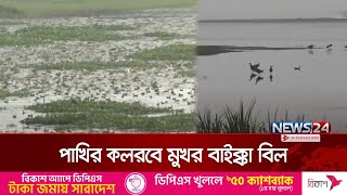 অতিথি পাখির কলকাকলিতে মুখরিত মৌলভীবাজারের বাইক্কা বিল | Migratory Birds | News24