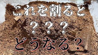 【産卵材割出し】約一ヵ月放置した産卵材を割ってみると・・・？の巻！