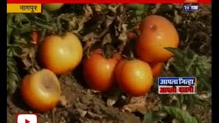 Nagpur | Farmers Stopped Harvesting | Tomato | For No Price In Market