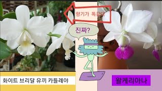 서양난초~카틀레야 화이트 브리달 유끼 향기가 그 유명한 왈케리아나 하고 똑같다고? 진짜? 향기가 어마무시 좋다는~반려식물