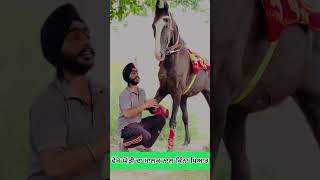 ਘੋੜੀ ਦਾ ਮਾਲਕ ਨਾਲ ਕਿੰਨਾ ਪਿਆਰ | Horse riding Road