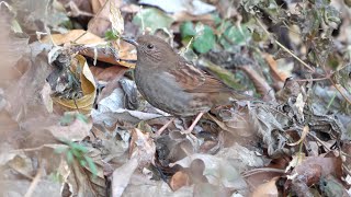 日向林道のカヤクグリ　その６（4K60P動画）