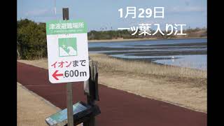 久しぶりに野鳥撮影しました（一ッ葉入り江）