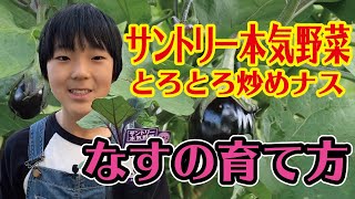 07:🍆ナスの育て方　サントリー本気野菜 とろとろ炒めナス【🍅緒方湊の家庭菜園ゼミナール🍆】