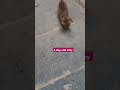 Funny cat #cat #kitten #shots #short #shorts #yt #youtube #funny #animals #ytshorts #trending #cute