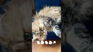 モフモフペルシャ猫ちょこのまったり癒し動画　#shorts  #cat  #猫 【チンチラゴールデン】