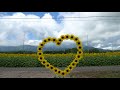 4k 2018 那須ハートフルファーム愛込ひまわり畑／nasu heartful farm sunflower field