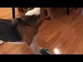 adorable beagle loves this new toy