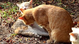 毛づくろいし合う仲良し猫【地域ねこ】