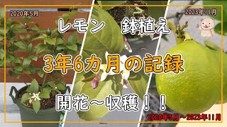 【レモン】3年6カ月の成長の様子  サイパンレモン 育て方