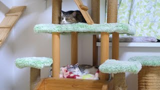 姉ちゃんの部屋で遊び、姉ちゃんの上で寝るボス猫