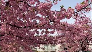 Plum Blossom 🌸 - Ume Blossom