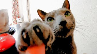 【お手の後でドヤ顔を決めてくるロシアンブルー】My Russian Blue Cat gives me a smug face after giving his paw