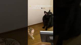 ＠#黒猫＃ロデム＃ブログ★肥えた黒猫バビル二世からの要請が無くて失業中のロデム慰めに来た大豹と子豹🐆🐆（２０２２０８２０－１）