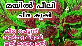 മയിൽ പീലി ചീര |mayil peeli cheera | ചീരകൃഷി | shalus world shalu mon