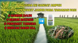 Di luar dugaan fungisida ini sangat ampuh mengatasi semua jenis penyakit jamur pada tanaman padi