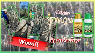 ជីកសិកម្មថ្រានហ្វម (លោកកតា ថ្រានហ្វម)