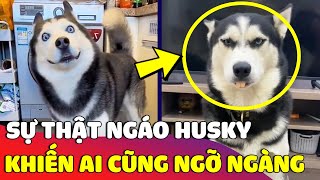 7749 sự thật về 'NGÁO HUSKY' mà ai nấy xem xong đều nợ Ngáo một lời xin lỗi 😅 | Gâu Đần