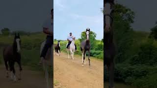 કાઠિયાવાડી🏇ઘોડી🏇નો વિડીયો/ અશ્વપ્રેમી/ Horse video /Horse Lovers| Whatsapp horse Status #shorts