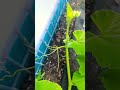 Fastest way to get Female Flowers (100% proof) Pumpkin, zucchini & squash plants #viral