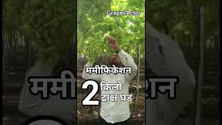 ममीफिकेशन 😳 दोन किलो द्राक्ष घड - GrapesActor