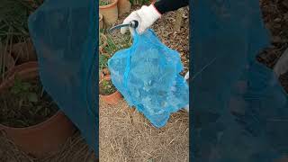 Broccolini Harvesting 這青花筍可採收了#video #farming #garden #satisfying #vegetable #shorts