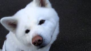 【秋田犬げんき】大好きな飼い主とじっと見つめ合う【akita dog】