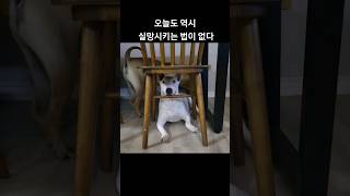 bull terrier 뇌 구조 진심 궁금