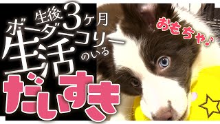 【 #成長記録 】  生後 3ヵ月 の おもちゃ大好きなボーダーコリー との日常 【#犬 #ボーダーコリー #子犬 】