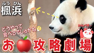 【楓浜（ふうひん）】天才✨子🐼楓浜🍁お🍎を落とさず食べる技が賢すぎ👏母娘さんの楓🍁ちゃんにメロメロ😍会話にもほっこり😊