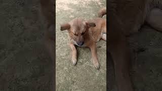 Best Nagaland Dog#shorts#ytshorts #viralshorts #trendingshorts