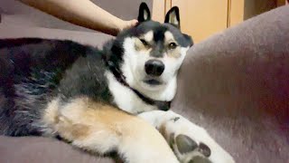 眠い柴犬は、ちょいブスです