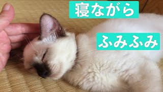 Kitten kneading while sleeping