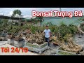 Tham quan khu vườn mới khai trương của Bonsai Tượng Đá nhiều tác phẩm đọc đáo giá trị