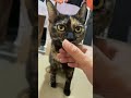 サビ猫ここにゃ、おめかししてから甘えるかわいい猫 笑 【サビ猫ここにゃの癒し動画】 shorts