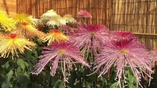 nanto kiku matsuri /chrysanthemum/ เทศกาลชมดอกเบญจมาศญี่ปุ่น 1