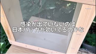 第3巣箱のミツバチ達をアカリンダニから守れ！薬室の設置🐝